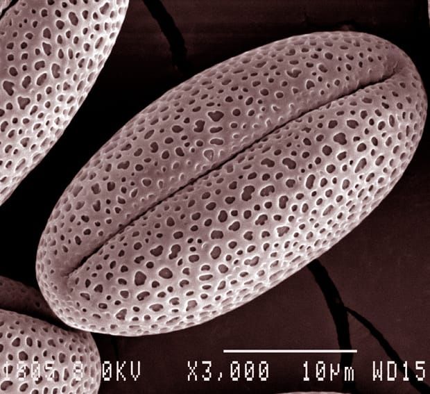 Image: Wikimedia Commons.