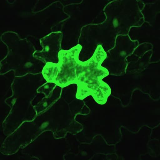 Células en la epidermis de la hoja: un rompecabezas viviente