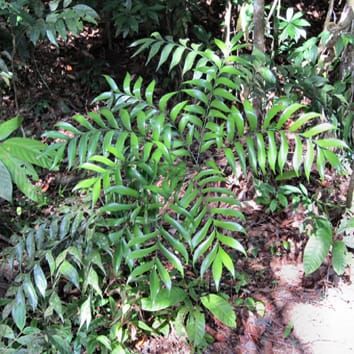 A stable phylogeny for the cycads