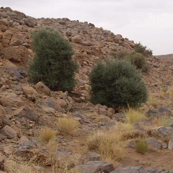 Population genetics of Mediterranean and Saharan olives