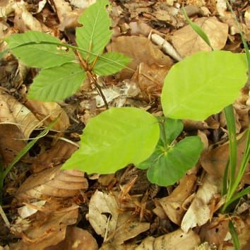 Light and competition fail to explain seedling coexistence