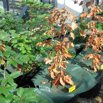 Water stress, xylem hydraulic failure and tree death