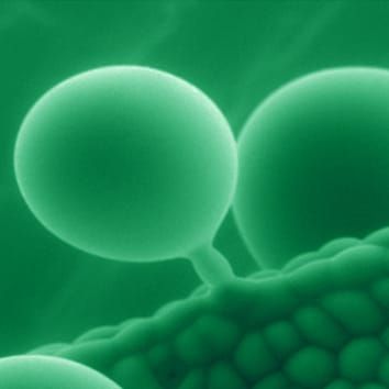 Improving abiotic stress tolerance in crops (Invited Review)