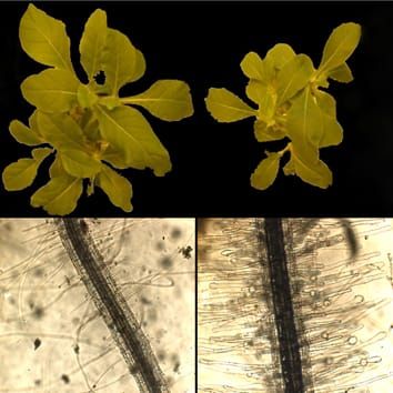 NnSR1, a non-S-RNase induced by phosphate deficiency