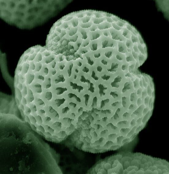 Image: Marie Majaura/Wikimedia Commons.