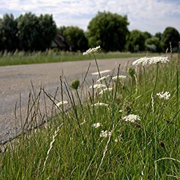 Gene flow under contrasting levels of human disturbance