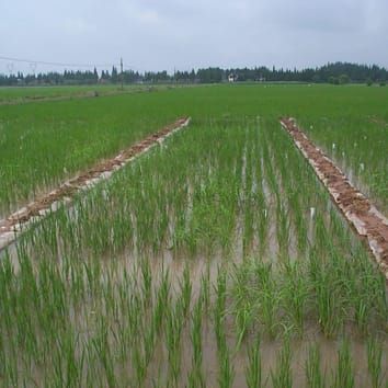 Auxin distribution and nitrate in rice roots