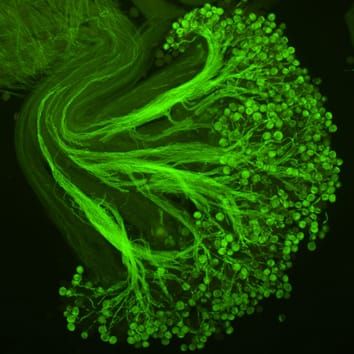 Pollen receipt and quality in endemic-rich communities
