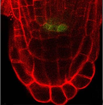 Control of quiescent centre formation in adventitious roots