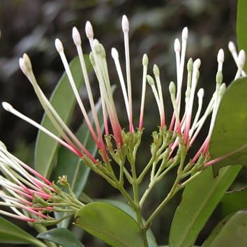 Evolutionary history of Afro-Madagascan Ixora