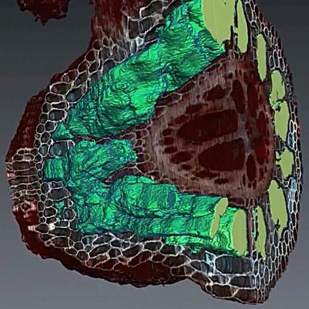 Image: Hu et al., 2014. Annals of Botany 113: 181–189. [http://aob.oxfordjournals.org/content/113/1.cover-expansion]