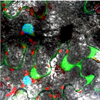 Another bacterial trick to manipulate plant hormone-mediated responses