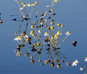 Learning from Nature: the use of non-model species to identify novel acclimations to flooding stress