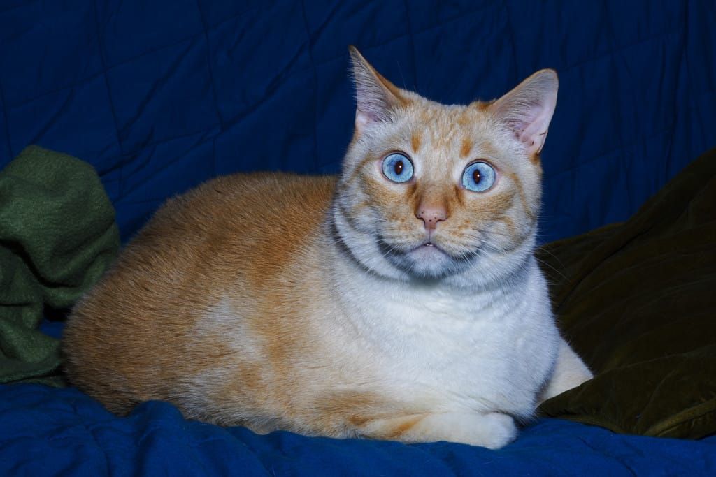 The cat is surprised