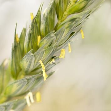 Modelling anthesis time in wheat (Research in Context)