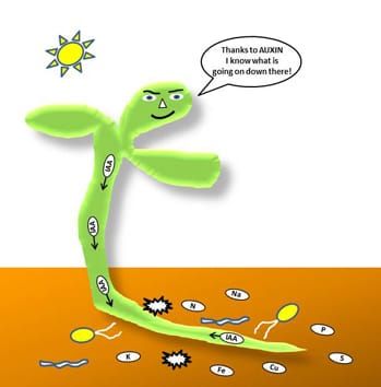 Auxin, environmental signals and root development (Review)