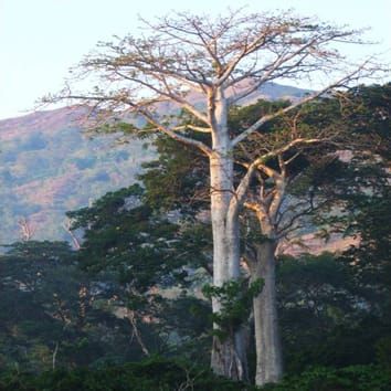 Diversification and hybridization in Malagasy baobabs