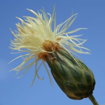 HinfI satellite-DNA evolution in Centaureinae