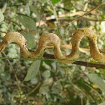 Phenotypic traits and growth of lianas (Review)