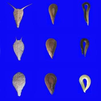 Seed dispersal and dormancy in an amphi-basicarpic annual