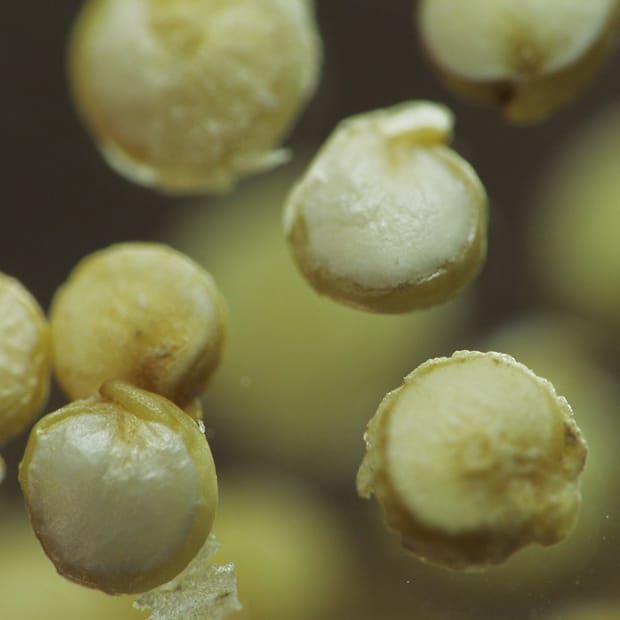 Image: Wikimedia Commons.