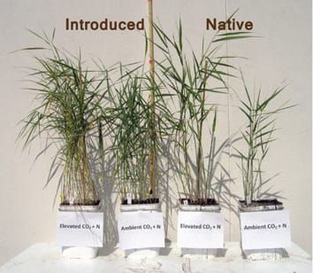 Belowground advantages in construction cost facilitate a cryptic plant invasion