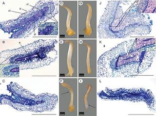 Programmed cell death in kiwifruit, plant cell wall integrity and enhancement of crop photosynthesis – This Week in Annals of Botany