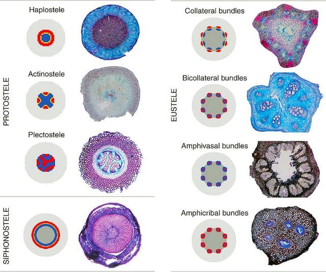 Seagrasses, differences between wine and table grapes and primary vascular structure in plants – new in Annals of Botany this week