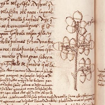 Presence of coconuts in Panama pre-Columbus (Viewpoint)