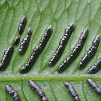 Morphological evolution of eupolypod II ferns