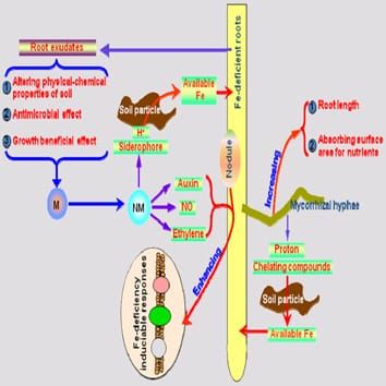 Microbes improve plant iron acquisition (Review)
