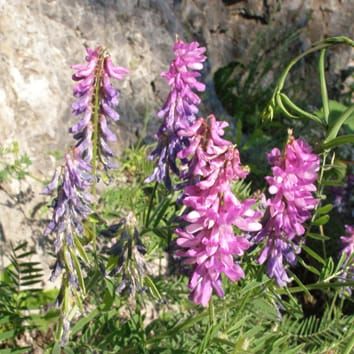 Genetic diversity and mating system of autopolyploid Vicia