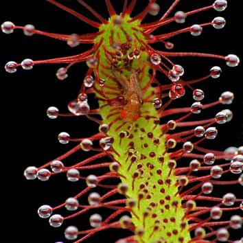 Carnivory and photosynthesis in sundew