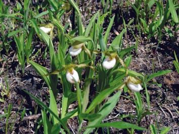 Effects of pollination limitation and seed predation on female reproductive success of a deceptive orchid