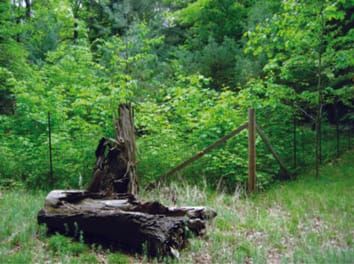 White-tailed deer are a biotic filter during community assembly, reducing species and phylogenetic diversity