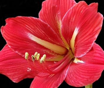 Genome downsizing and karyotype constancy in diploid and polyploid congeners: a model of genome size-variation