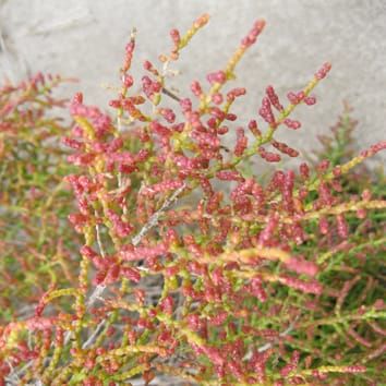 Seed dormancy cycling in a halophytic shrub
