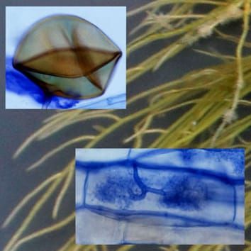 Regulation of root morphogenesis in arbuscular mycorrhizae (Review)