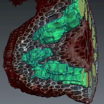 Root cortical aerenchyma inhibits radial nutrient transport