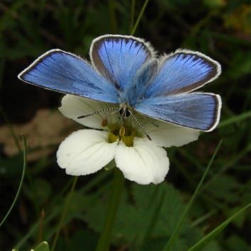 Movement herkogamy versus pollination accuracy