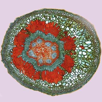 Ontogenetic tissue modification of fruit peduncles