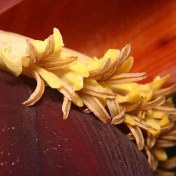 Plastid genomes and relationships in Zingiberales