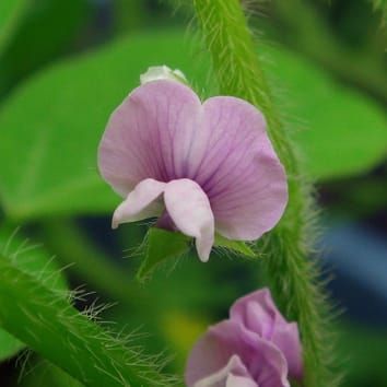 Variation of genes responsible for maturity loci in soybean