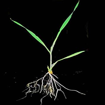 Developmental changes in root hydraulics (Research in Context)