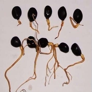 Root length affects epicotyl dormancy release