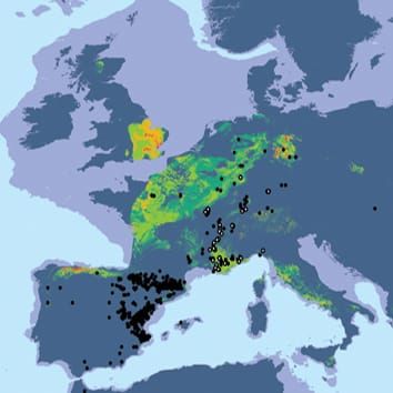 Climate change effects on range and diversity of a fern
