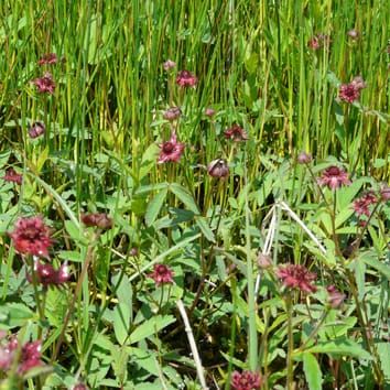 Outcrossing rate of clonal Comarum palustre