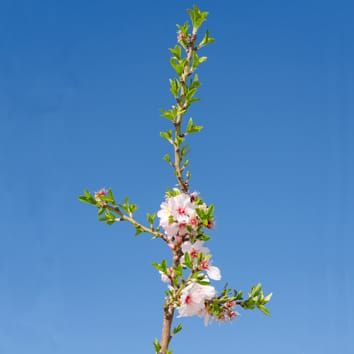 Water deficit effects on structure of proleptic and epicormic shoots