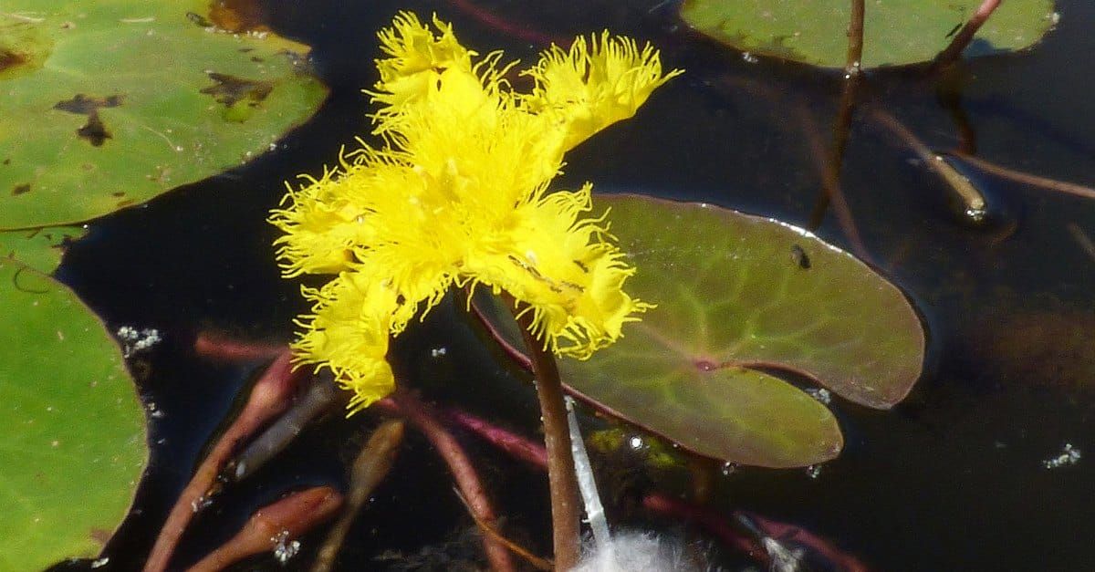 Nymphoides montana