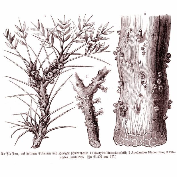 Image: Anton Joseph Kerner von Marilaun and Adolf Hansen. Pflanzenleben: Erster Band: Der Bau und die Eigenschaften der Pflan